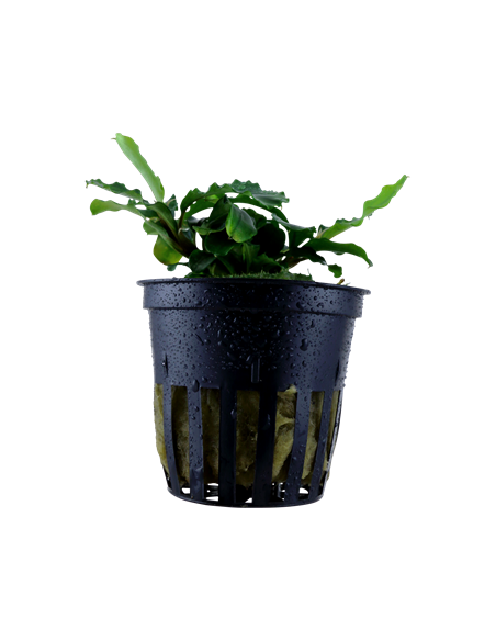 Bucephalandra pygmaea 'Bukit Kelam' en pot