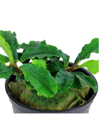 Bucephalandra pygmaea 'Bukit Kelam' en pot