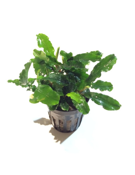 Bucephalandra pygmaea 'Bukit Kelam' en pot