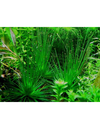 Eriocaulon cinereum - Invitro