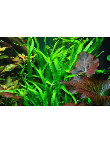 Microsorum pteropus 'Narrow' en pot