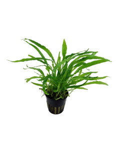 Microsorum pteropus 'narrow'