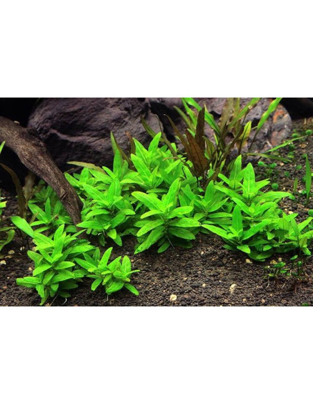 Staurogyne repens - Invitro