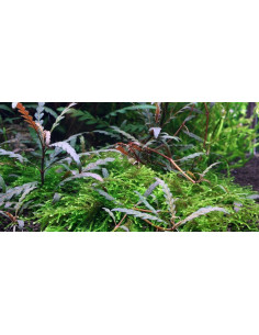 Hygrophila Pinnatifida - Invitro 2