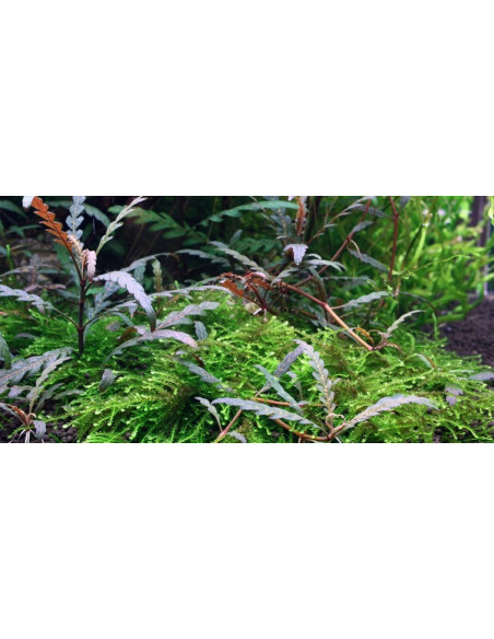 Hygrophila Pinnatifida - Invitro