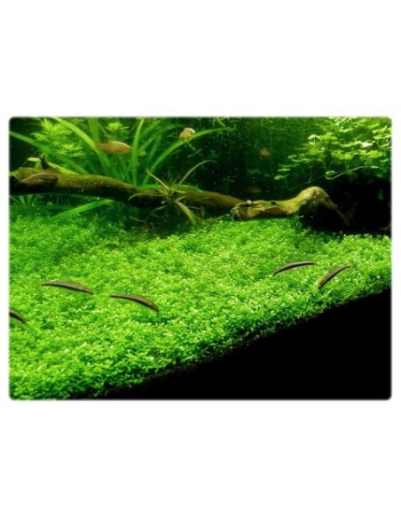 Micranthemum callitrichoides 'Cuba' - Invitro