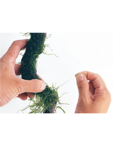 ADA - Moss Cotton (200 m)