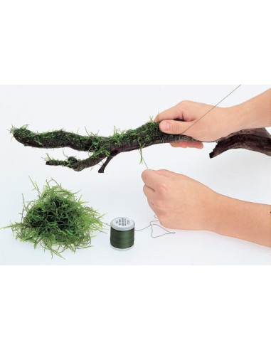 ADA - Moss Cotton (200 m)