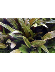 Cryptocoryne wendtii 'Tropica' 2