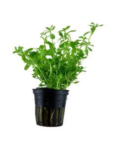 Bacopa monnieri 'Compact' en pot