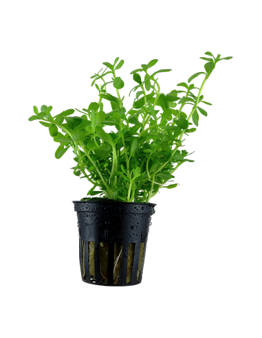 Bacopa monnieri 'Compact' en pot