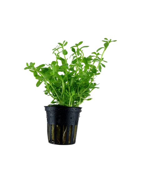 Bacopa monnieri 'Compact' en pot