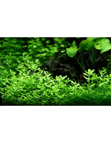 Bacopa monnieri 'Compact' en pot