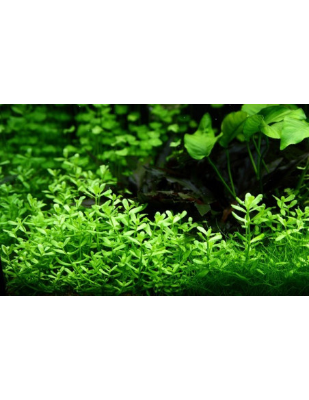 Bacopa monnieri 'Compact' en pot