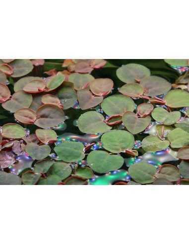 Phyllanthus fluitans - Invitro