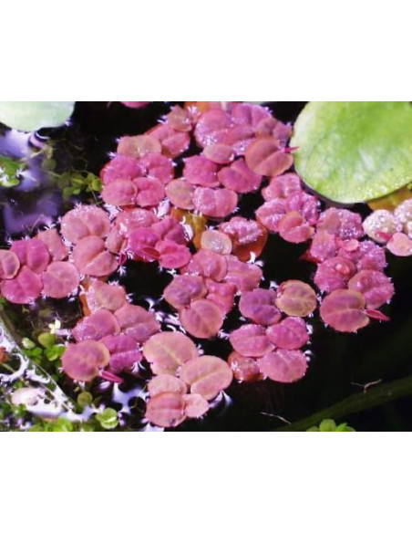 Phyllanthus fluitans - Invitro