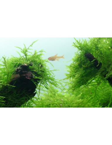 Taxiphyllum barbieri 'Bogor Moss' - Invitro
