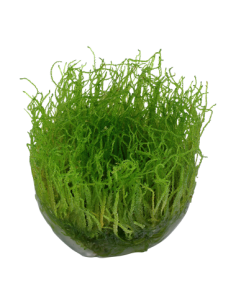 Taxiphyllum barbieri 'Bogor Moss' - Invitro 2