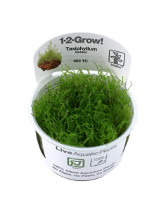 Taxiphyllum barbieri 'Bogor Moss' - Invitro