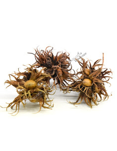 3-4 Hexennüsse premium