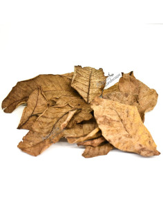 Feuille de noyer brunes x10