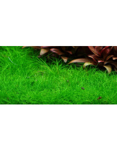 Eleocharis pusilla 'Mini' - Invitro 2