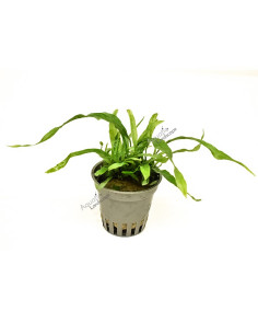 Microsorum pteropus 'Petit'