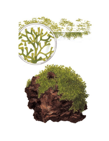 Riccia Fluitans - Invitro