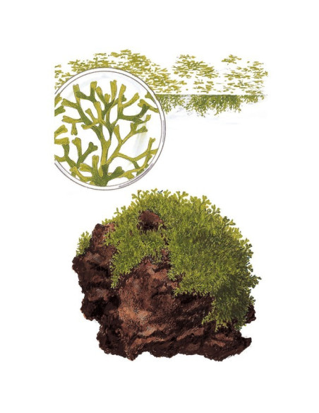 Riccia Fluitans - Invitro