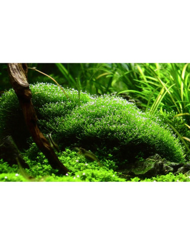 Riccia Fluitans - Invitro