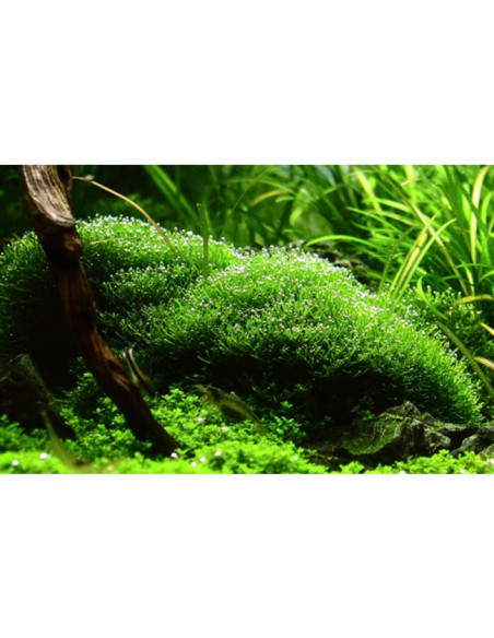 Riccia Fluitans - Invitro