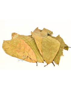 Feuilles de Cacao x10