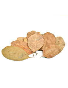 Feuilles de Jacquier x10