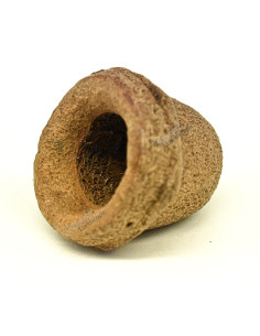 Paradise Nut