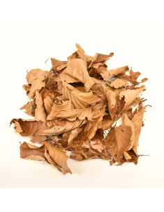 Nano feuilles de hêtre x20