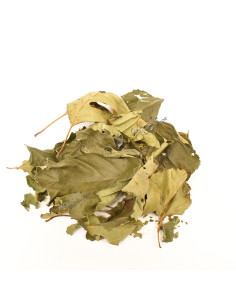 Nano Feuilles d'aulne x20