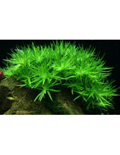 Heteranthera zosterifolia - Invitro 2