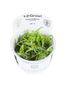 Heteranthera zosterifolia - Invitro