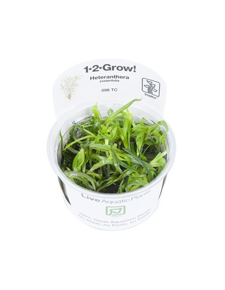 Heteranthera zosterifolia - Invitro
