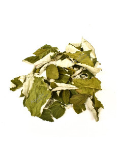 Nano feuilles de framboisier x20