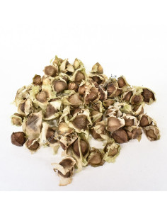 Graines de moringa x10