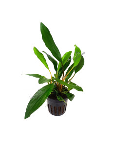 Homalomena 'Sekadau South'