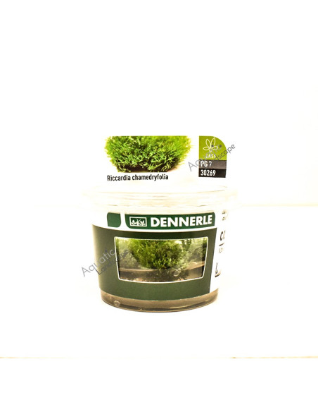 Riccardia chamedryfolia - Invitro