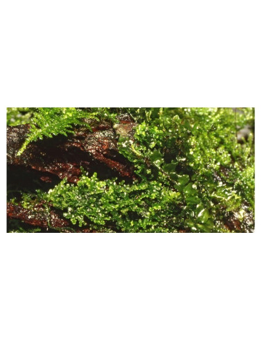 Riccardia chamedryfolia - Invitro