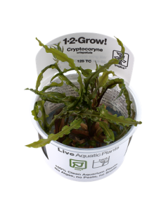 Cryptocoryne crispatula - Invitro