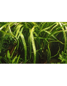 Cryptocoryne crispatula - Invitro 2