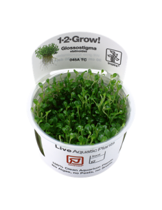 Glossostigma elatinoides - Invitro