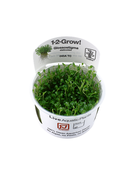 Glossostigma elatinoides - Invitro