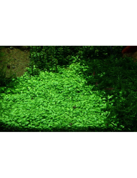 Glossostigma elatinoides - Invitro