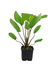 Echinodorus Barthii XL